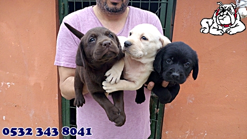 labrador yavruları