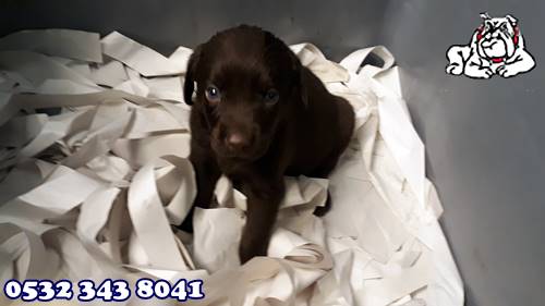 labrador retriever türkiye