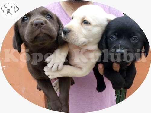 labrador yavru